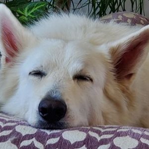 Profile Picture of Bob Orr (@bob_ffphotos) on Twitter