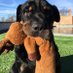 Profile Picture of Yogi's Second Chance (@chris_grefe) on Twitter
