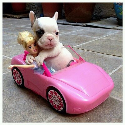 Profile Picture of Gail Barrett (@rikki64s) on Twitter
