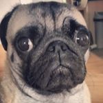Profile Picture of Daniel Dodds (Norman The Pug) (@incredible_mrdoods) on Instagram