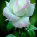 Profile Picture of Chowdhury Atair RahMan (@chowdhury.atairrahman) on Facebook