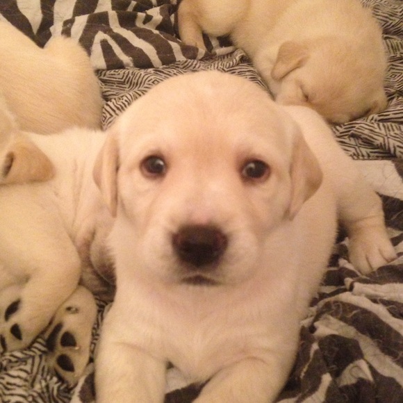 Profile Picture of Roxy Fetta (@roxie__) on Poshmark