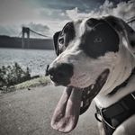 Profile Picture of c/o Ted Kirschner (@julius.p.wonderdog) on Instagram