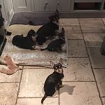 Profile Picture of Milo, Ralph, Cocoa and Scout (@leley_chihuahua) on Instagram