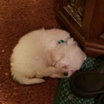 Profile Picture of Cindy (Rose) Johnston (@kcroyalsmom) on Instagram