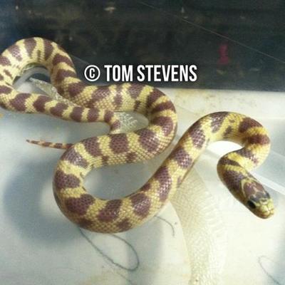 Profile Picture of Tom Stevens (@@TomsSnakes) on Twitter