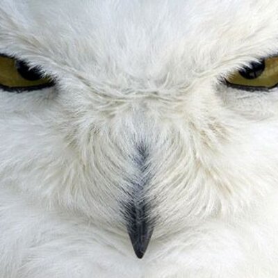 Profile Picture of Mauro Lima (@maurolima50) on Twitter