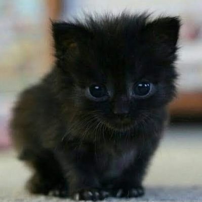 Profile Picture of Erik Anton Brevič (@erikthebrevity) on Twitter