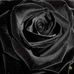 Profile Picture of Alma Basic (@alma.basic.7528) on Facebook