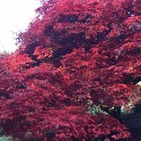 Profile Picture of Rebecca Gordon (@kipper_1664) on Pinterest