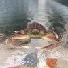Profile Picture of Eugene (@eugene_thecrab) on Tiktok