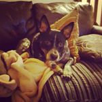 Profile Picture of Adam Cotterell (@cotterelladam) on Instagram