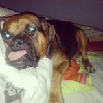 Profile Picture of Yolanda Handy (@ronzcozypinch) on Instagram