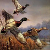 Profile Picture of Gavin Casey (@gchunting) on Youtube