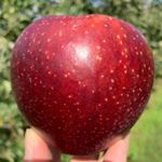 Profile Picture of Tomokazu Tamura (@tomokazutamura) on Instagram