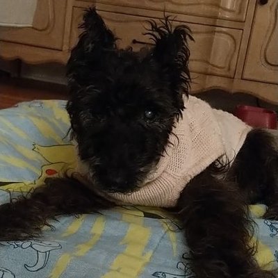 Mike Shankman - Twitter Profile Picture of Mike Shankman (@ShankmanMike) on Twitter