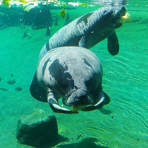 Profile Picture of Dawn Bailiff (@dmbaili) on Poshmark