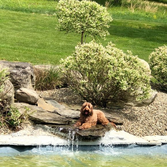 Profile Picture of Sharon Chertoff (@dschertoff) on Poshmark