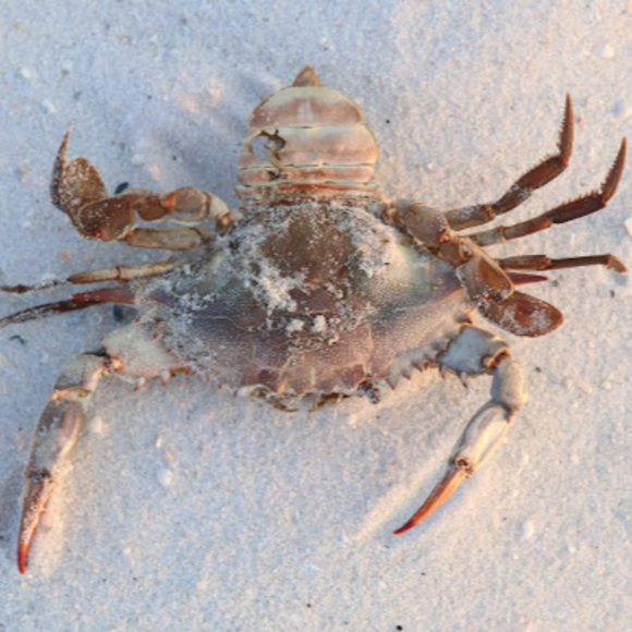 Profile Picture of Elissa Schaffer (@elissaschaffer) on Poshmark