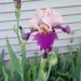 Profile Picture of Cindy Coppes (@cindycoppes) on Pinterest