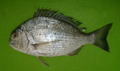 Profile Picture of Crenidens crenidenson Wikipedia