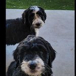 Profile Picture of Summer Patterson (@morganthebernedoodle) on Instagram