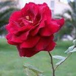 Profile Picture of Miriam ovando (@miriam_2018.ovando) on Instagram