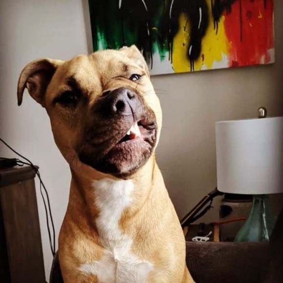 Profile Picture of Mike Cicciarella (@mchams02rs) on Poshmark