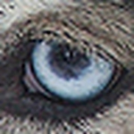 Profile Picture of Dorit Fellner (@Dorit Fellner) on Flickr