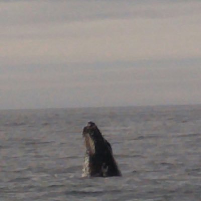 Profile Picture of Scott Twombly (@whasunder) on Twitter