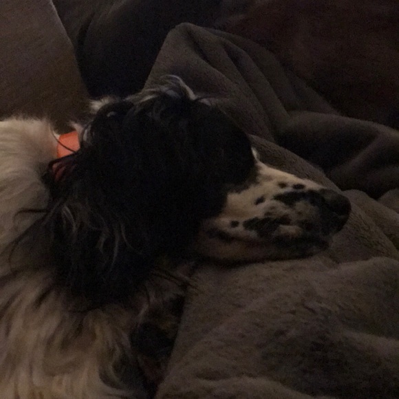 Danielle Goshorn - Poshmark Profile Picture of Danielle Goshorn (@dkgoshorn) on Poshmark