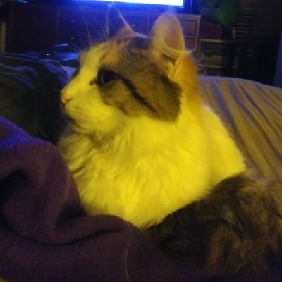 Profile Picture of Ruby The Fuzzy Princess (@Kara16420920) on Twitter
