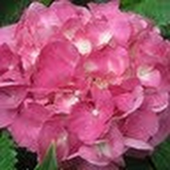 Profile Picture of Susan Kathan (@stdhk1502) on Poshmark