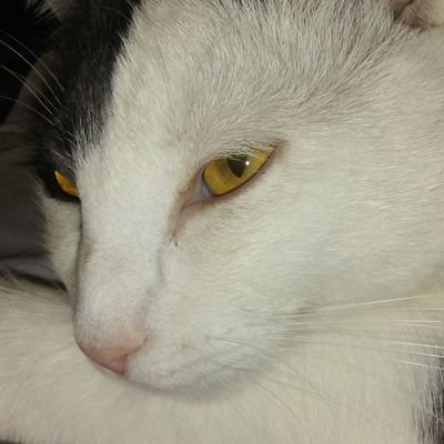 Profile Picture of Robert Hutkay (@heavyarms812) on Twitter