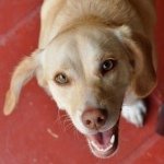 Profile Picture of Meredith McClintock (@maudiedog) on Instagram