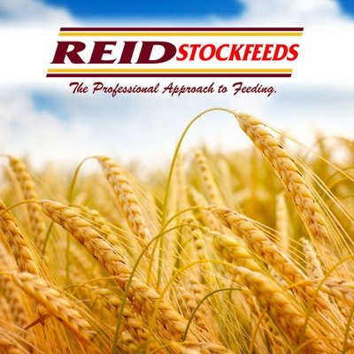 Profile Picture of Reid Stockfeeds (@ReidSFeeds) on Twitter