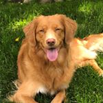 Profile Picture of Rayna James (@raynathetoller) on Instagram