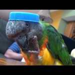 Profile Picture of Keith Ely, Jr. (@thegreenbird) on Instagram