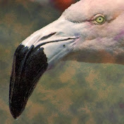 Profile Picture of Steve Briggs (@stevebriggs5305) on Youtube