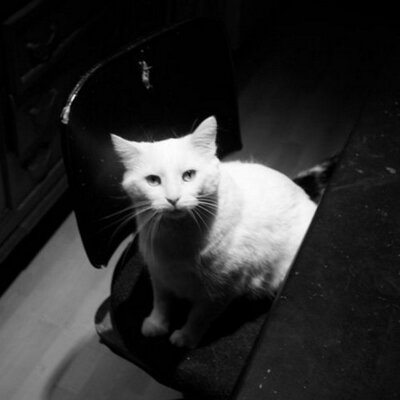 Profile Picture of Simon Reese-Hanson (@whatsakittysay) on Twitter