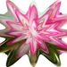 Profile Picture of Nancy Schell (@sewscrazy) on Pinterest