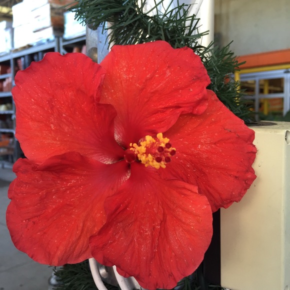 Profile Picture of Zahlasa Chinnery (@rhakiing) on Poshmark