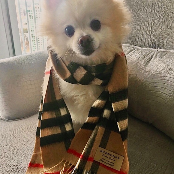 Profile Picture of Cynthia Crabbe (@cynthiacrabbe) on Poshmark