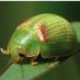 Profile Picture of Kevin Gong (@KG_Insects) on Twitter