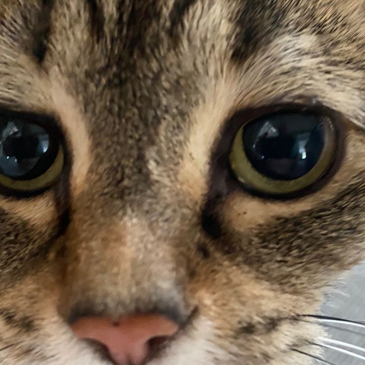 Profile Picture of Dærręn Jëffęrson Clay (@hiztori_hound) on Tiktok