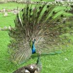 Profile Picture of Lillian Fong Fong (@lillianfongfong) on Instagram