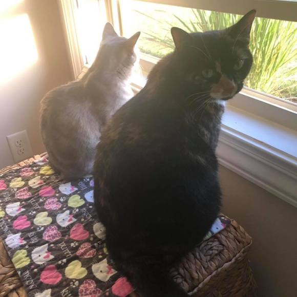 Dawn Shuttleworth - Poshmark Profile Picture of Dawn Shuttleworth (@sacandaga0000) on Poshmark