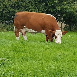 Profile Picture of John Joe Carroll Fairymount Simmentals (@john.simmentals) on Facebook