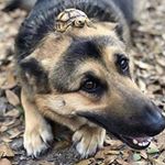 Profile Picture of Adam J (@panzerkampfwagen1944) on Instagram
