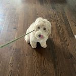 🇨🇮🇺🇸Blake - Instagram Profile Picture of 🇨🇮🇺🇸Blake (@blake_lyonss) on Instagram